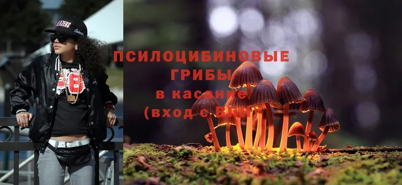 Псилоцибиновые грибы Psilocybe  hydra   Лыткарино 